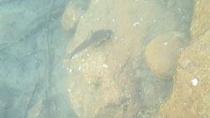 Balık 8   Рыбалка. Супертехника. Прыжок за острогой.