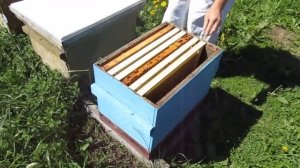 Роение на пасеке.  Наши действия