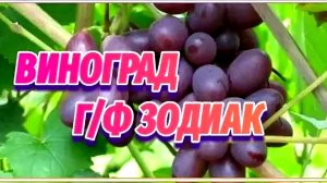 Виноград Зодиак