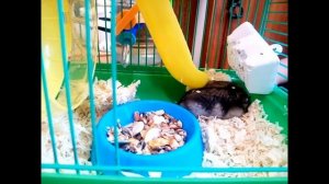 Хомяк ЯШКА 🐹🐹🐹🐹🐹🐹🐹