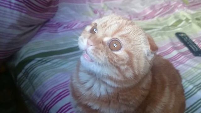 Шотландская вислоухая