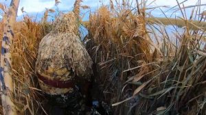 Охота на утку в лиманах / Трудовая охота