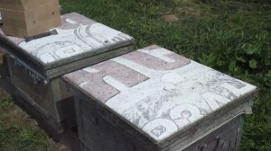 Вывод маток. От приёма до запечатки