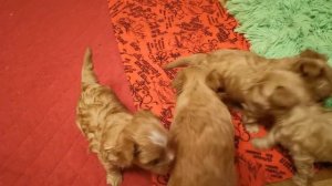 Щенки голдаст йорка. Золотой йорк. Golddust york puppy