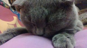 Котик и грудь 2