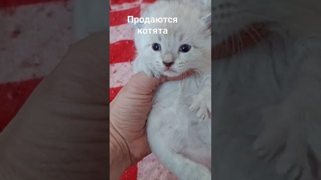 #продажакотят #россия #купи_питомца