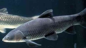 Реальная рыбалка 2. Амур чёрный