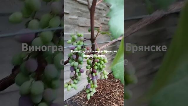 22 июля 2024 г.