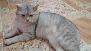 УДИВИТЕЛЬНЫЕ СПОСОБНОСТИ ДОМАШНИХ ПИТОМЦЕВ