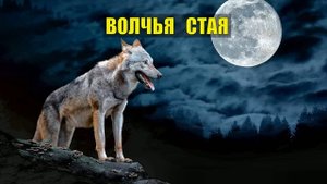ПОСЛЕДНИЙ ВЫЖИВШИЙ из ВОЛКОВ ВОЛЧЬЯ СТАЯ ОХОТА НА ВОЛКА С ФЛАЖКАМИ в ТАЙГ