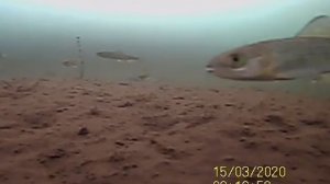 "С детства закормленные" или попробуй поймай.