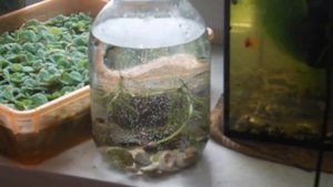 Мини аквариум. Как сделать аквариум бесплатно.