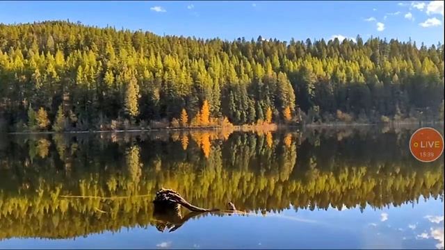 Google Pixel Event: Official Livestream - LikeСегунос 24 смотреть онлайн