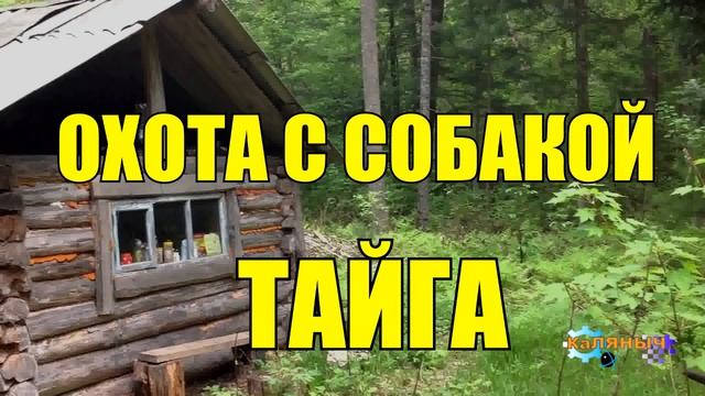 0983 - ЖИЗНЬ В ТАЙГЕ _ ОХОТА С СОБАКОЙ НА МЕДВЕДЯ смотреть онлайн