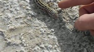 funny lizard забавная ящерица