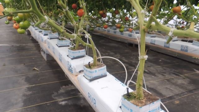 WOW! New Hydroponic BVB SYSTEM.  Beef Steak Tomato House, Final REVIEW!