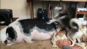 Вставай шашлык