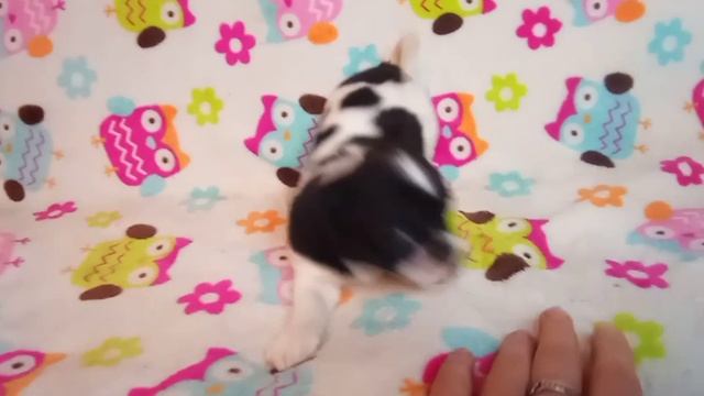 Щенок чихуахуа мальчик смотреть онлайн