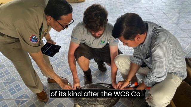 15 rare Royal Turtles in Cambodia delivered to research institute for study, breeding #environment