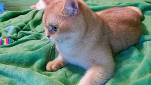 Only Russo Marvel 🎄🎄🎄.mp4