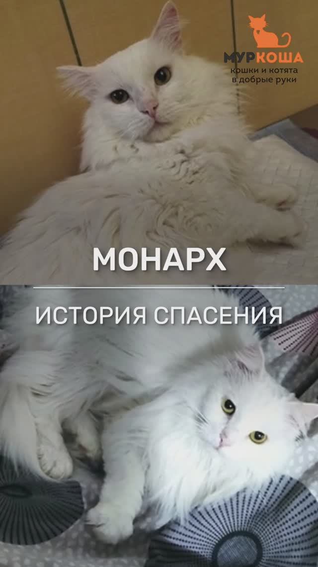 Котик Монарх - история спасения.
#Муркоша #истории спасения