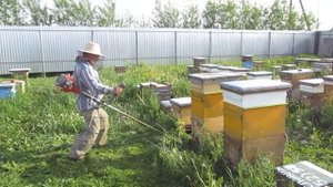 Косим пасеку