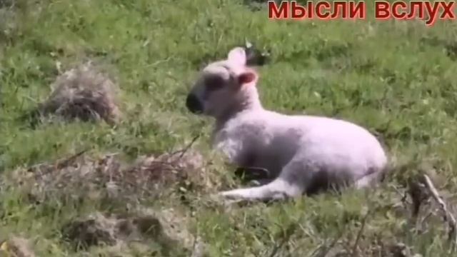 Гранденико/Самвел событие века.Добровольное р@бство. смотреть онлайн