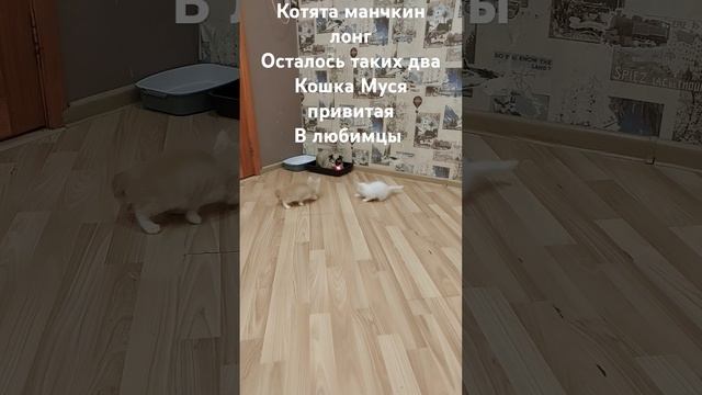 #курган #cat #топ #продажакотят #2024 #питомцы #подарок