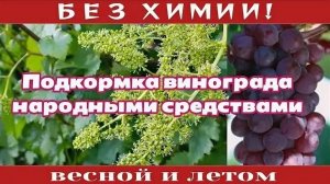 Подкормка винограда весной и летом, народными средствами