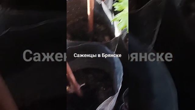 7 марта 2024 г.
