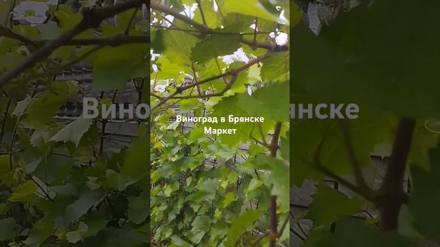 17 июня 2024 г.