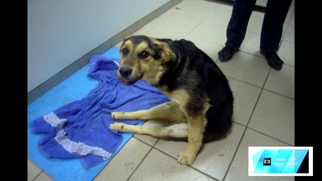 Водитель подобрал на дороге сбитую собачку а она...