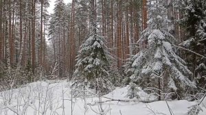 Снегом белым-белым.