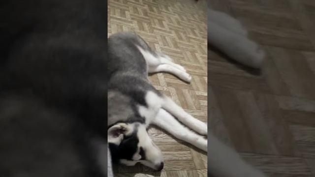 Хаски Хаски Хаски... Страшный сон!!!!!!!!!!!!!!!!!!!!!))))) смотреть онлайн