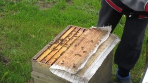 Обработка пчел от клеща Варроа (бипин)