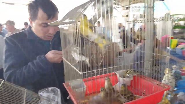 Ташкентский птичий рынок: Певчие птицы 19.10.19 Tashkent bird market