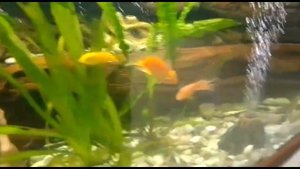 Аквариум в столовой Орла