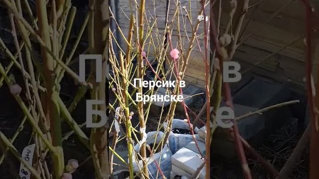 28 марта 2024 г.Персик зацвёл.
