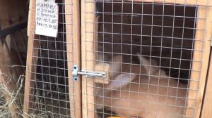 Кролики мясных пород