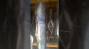 Копчения щуки коптильня с дымогенератором