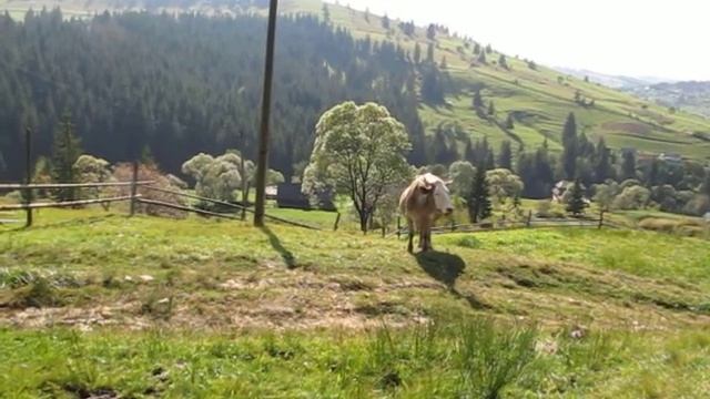 Карпатские коровы