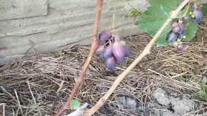 Виноград Рэмбо в Брянске .