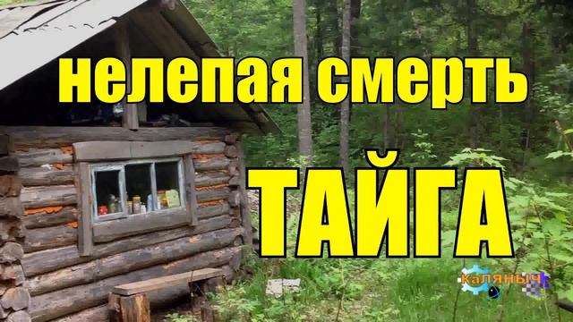 1022 - НАПАДЕНИЕ МЕДВЕДЯ _ НЕЛЕПАЯ СМЕРТЬ _ ТАЙГА смотреть онлайн