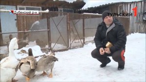 Гусиные бои. Федеральный турнир. Дубна Тульской обл. 07.03.2020