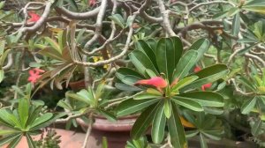 В благодарность, богачка взяла бродягу дворником… А приехав из командировки не узнала свой ресто