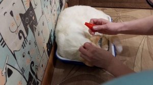 Как обработать кота от блох и гельминтов.