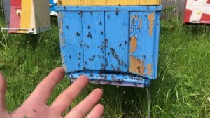 Рой передумал выходить и вернулись в улей