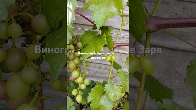 21 июля 2024 г.