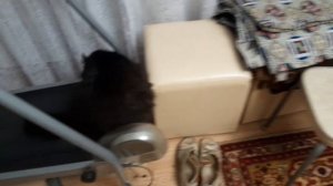 Новая картина, как продвигается. Коты чудят!