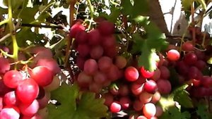 Сорт винограда "Подарок Родионову" - сезон 2019 # Grape sort "Podarok Rodionovu"
